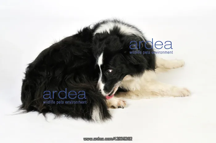  : Dog. Older dog licking back leg