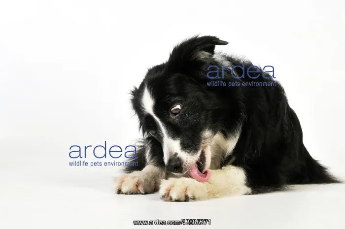 : Dog. Older dog licking front leg : Dog. Older dog licking front leg