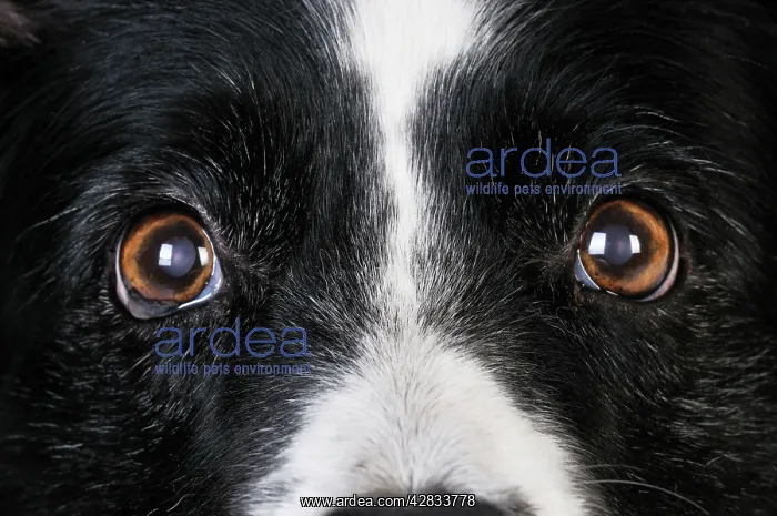 : Dog. Older dog looking into lens : Dog. Older dog looking into lens