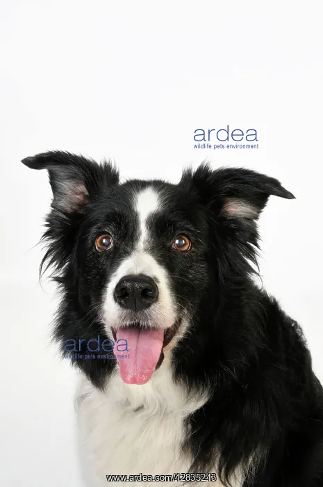  : Dog. Older dog looking into lens