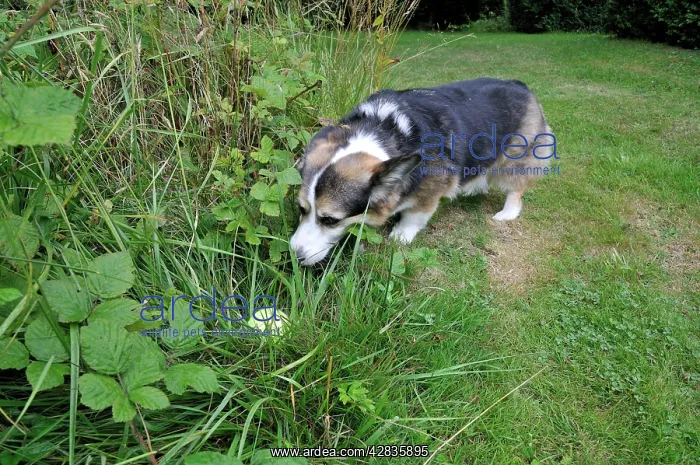 : DOG. older dog looking for tennis ball in long : DOG. older dog looking for tennis ball in long
