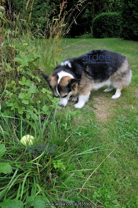 : DOG. older dog looking for tennis ball in long : DOG. older dog looking for tennis ball in long