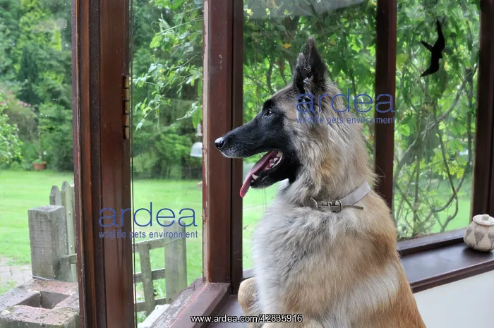  : DOG. older dog looking out of a window