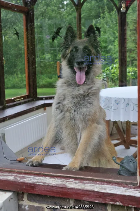  : DOG. older dog looking out of a window