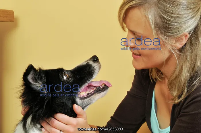 : Dog. Older dog and owner looking into each others eyes : Dog. Older dog and owner looking into each others eyes
