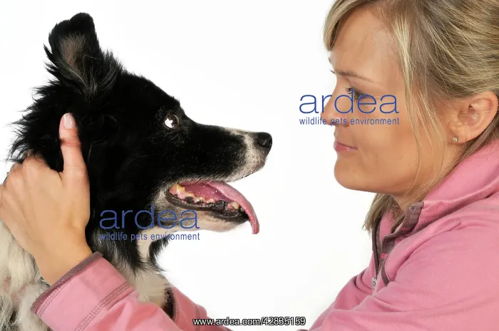 : Dog. Older dog and owner looking into each others eyes : Dog. Older dog and owner looking into each others eyes