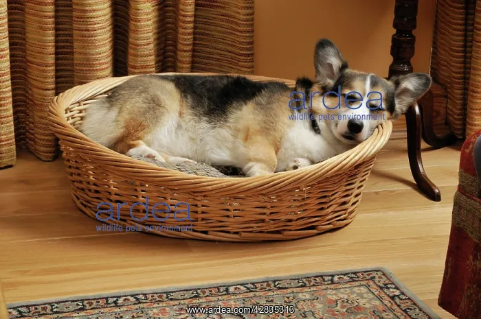  : Dog. Older dog sleeping