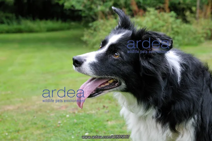  : DOG. older dog starring into space