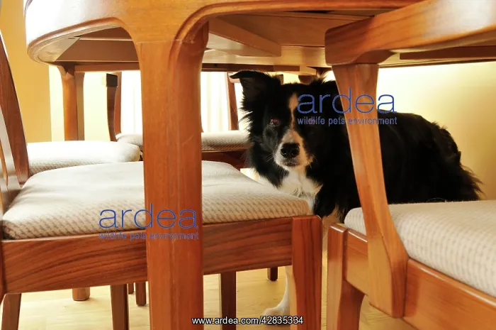  : Dog. Older dog trapped behind furniture