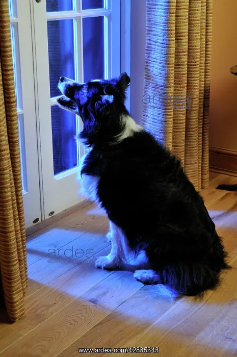 : Dog. Older dog watching thunderstorm : Dog. Older dog watching thunderstorm