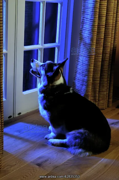 : Dog. Older dog watching thunderstorm : Dog. Older dog watching thunderstorm
