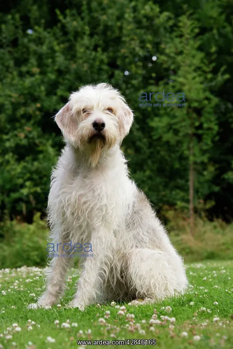 : Dog. Otter Hound : Dog. Otter Hound