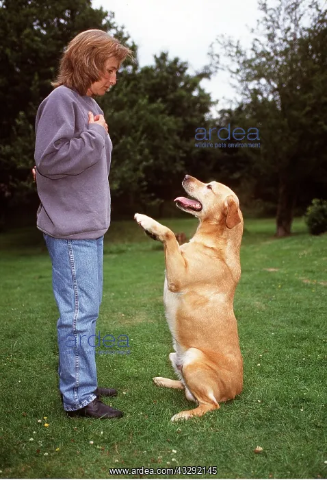 : DOG - with owner, begging : DOG - with owner, begging