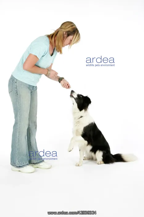  : DOG - Owner giving dog a food reward