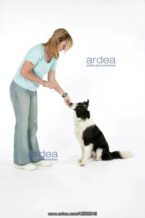  : DOG - Owner giving dog a food reward