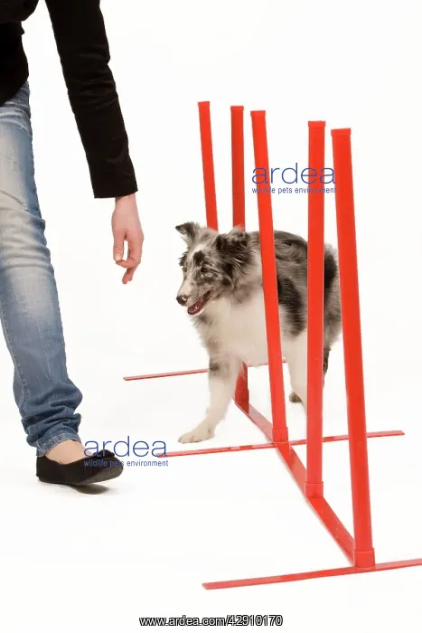 : Dog - with owner practising agility tasks : Dog - with owner practising agility tasks