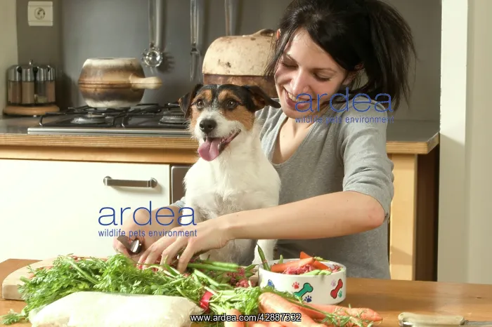 : Dog - owner preparing vegetarian food for Jack : Dog - owner preparing vegetarian food for Jack