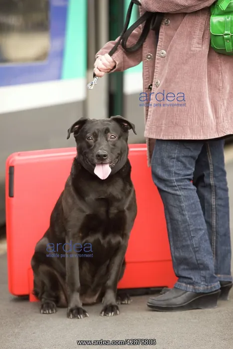 : Dog - owner putting lead on dog on train platform : Dog - owner putting lead on dog on train platform
