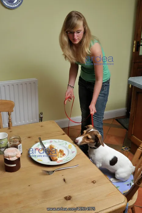  : DOG. owner using a house line to train dog