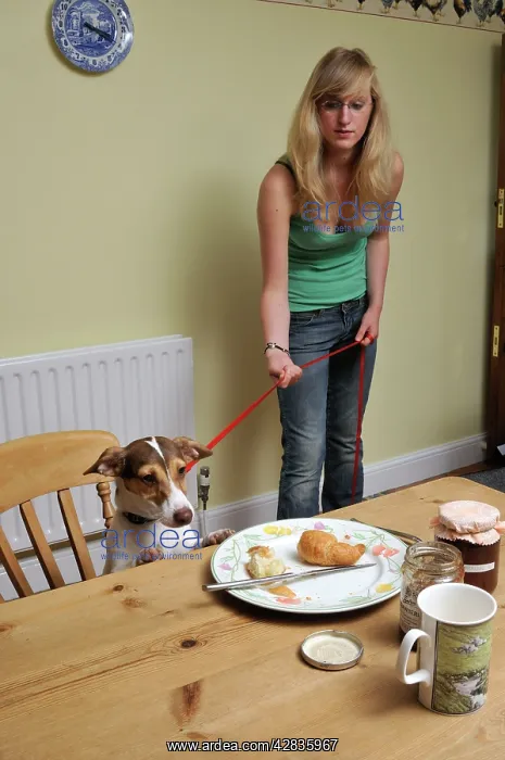  : DOG. owner using a house line to train dog