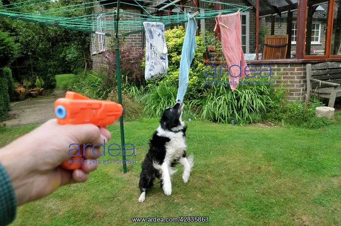 : DOG. owner using water pistol in training for bad behaviour : DOG. owner using water pistol in training for bad behaviour