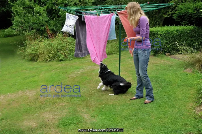 : DOG. owner using water pistol in training for bad behaviour : DOG. owner using water pistol in training for bad behaviour