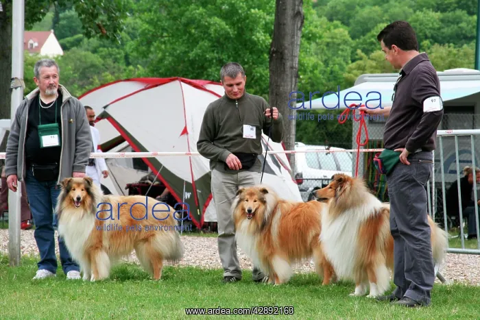 : Dog show - owners with collies : Dog show - owners with collies