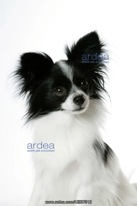  : DOG. Papillon