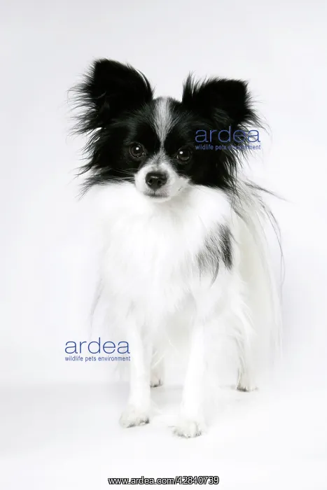 : DOG. Papillon : DOG. Papillon