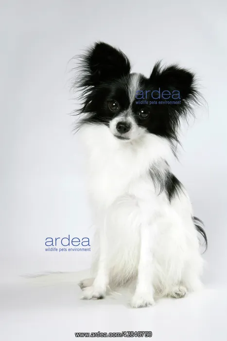 : DOG. Papillon : DOG. Papillon