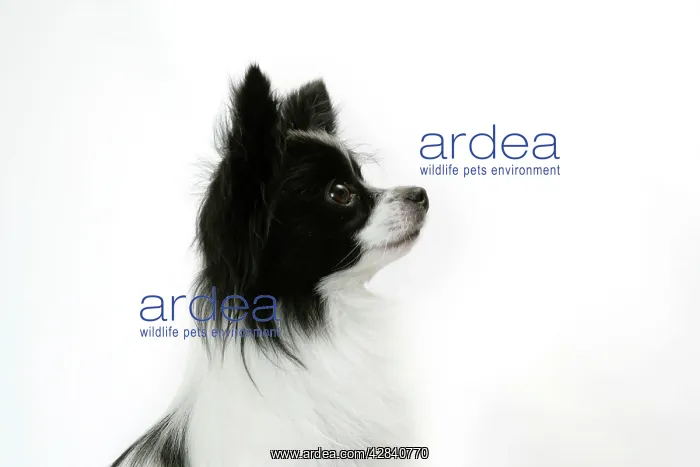 : DOG. Papillon : DOG. Papillon