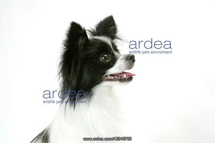 : DOG. Papillon : DOG. Papillon