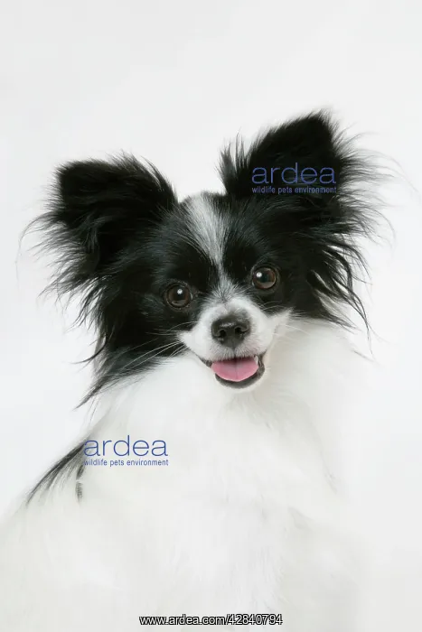 : DOG. Papillon