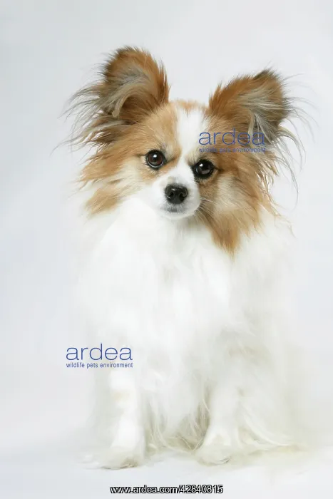 : DOG. Papillon : DOG. Papillon