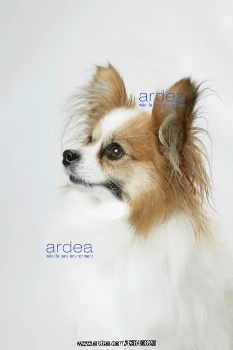: DOG. Papillon : DOG. Papillon
