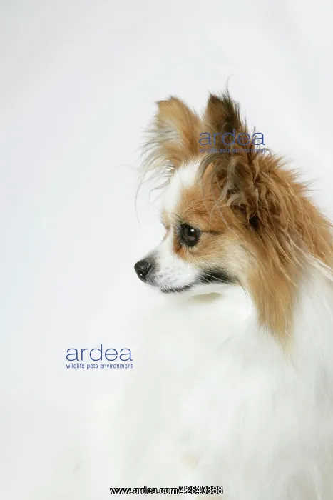 : DOG. Papillon : DOG. Papillon