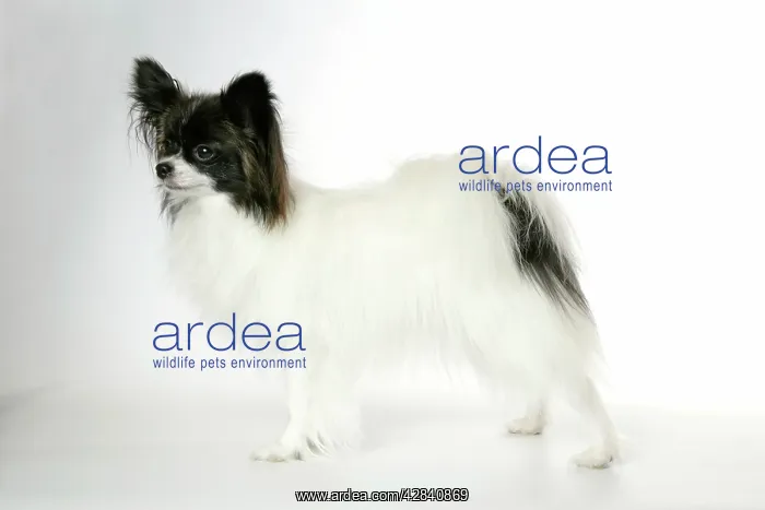 : DOG. Papillon : DOG. Papillon