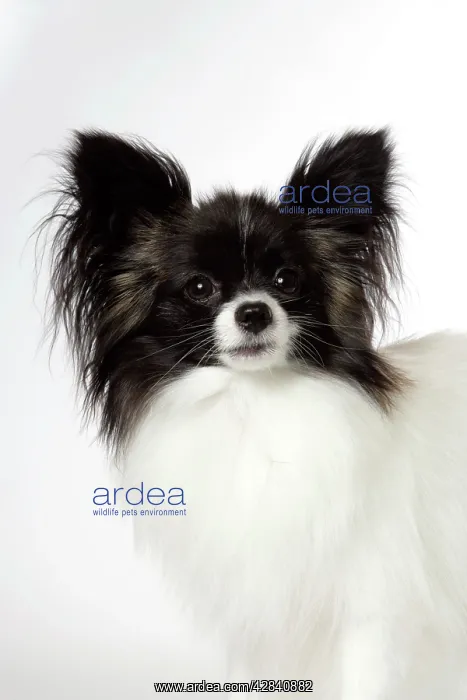 : DOG. Papillon : DOG. Papillon