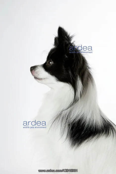 : DOG. Papillon : DOG. Papillon