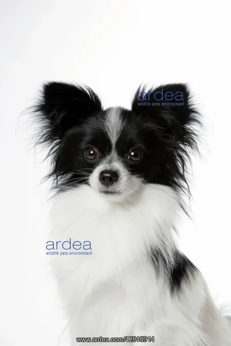 : DOG. Papillon : DOG. Papillon