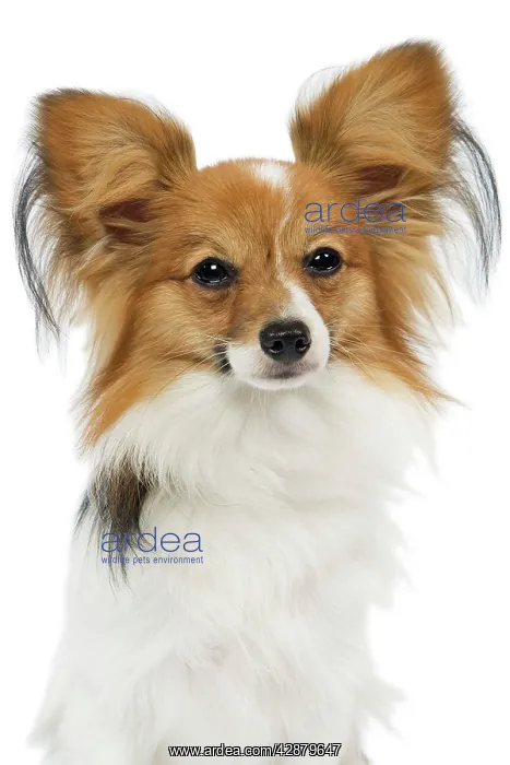  : Dog - Papillon