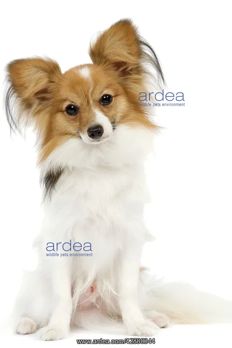  : Dog - Papillon