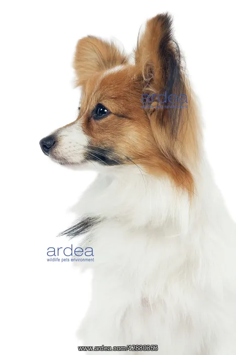  : Dog - Papillon