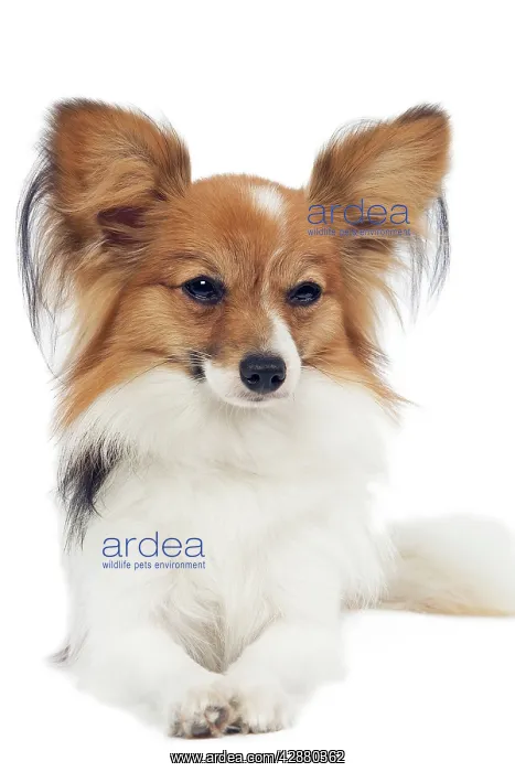 : Dog - Papillon