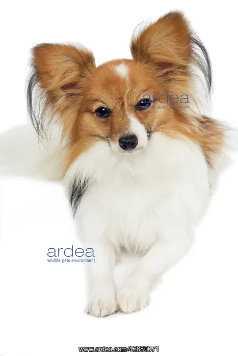  : Dog - Papillon