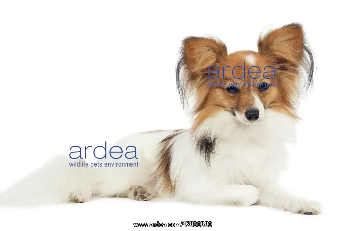  : Dog - Papillon