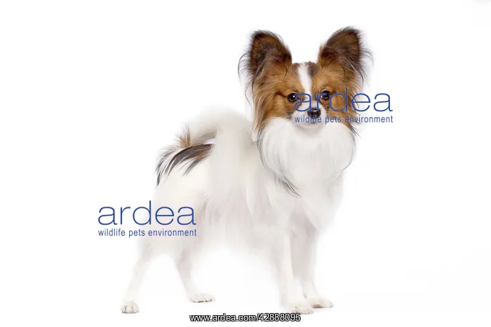 : Dog - Papillon : Dog - Papillon