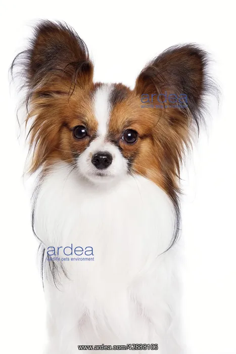 : Dog - Papillon : Dog - Papillon