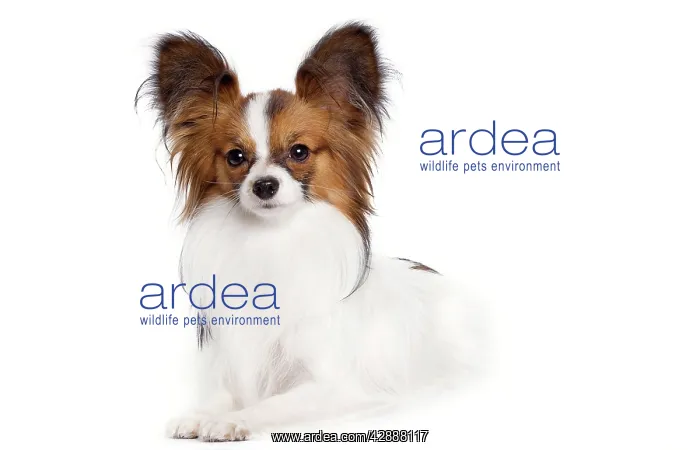 : Dog - Papillon : Dog - Papillon
