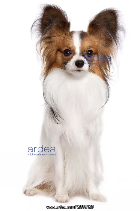 : Dog - Papillon : Dog - Papillon